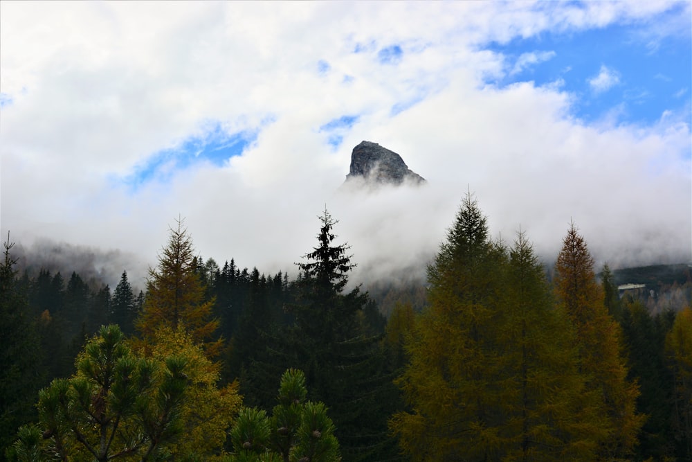 green trees under white clouds and blue sky during daytime