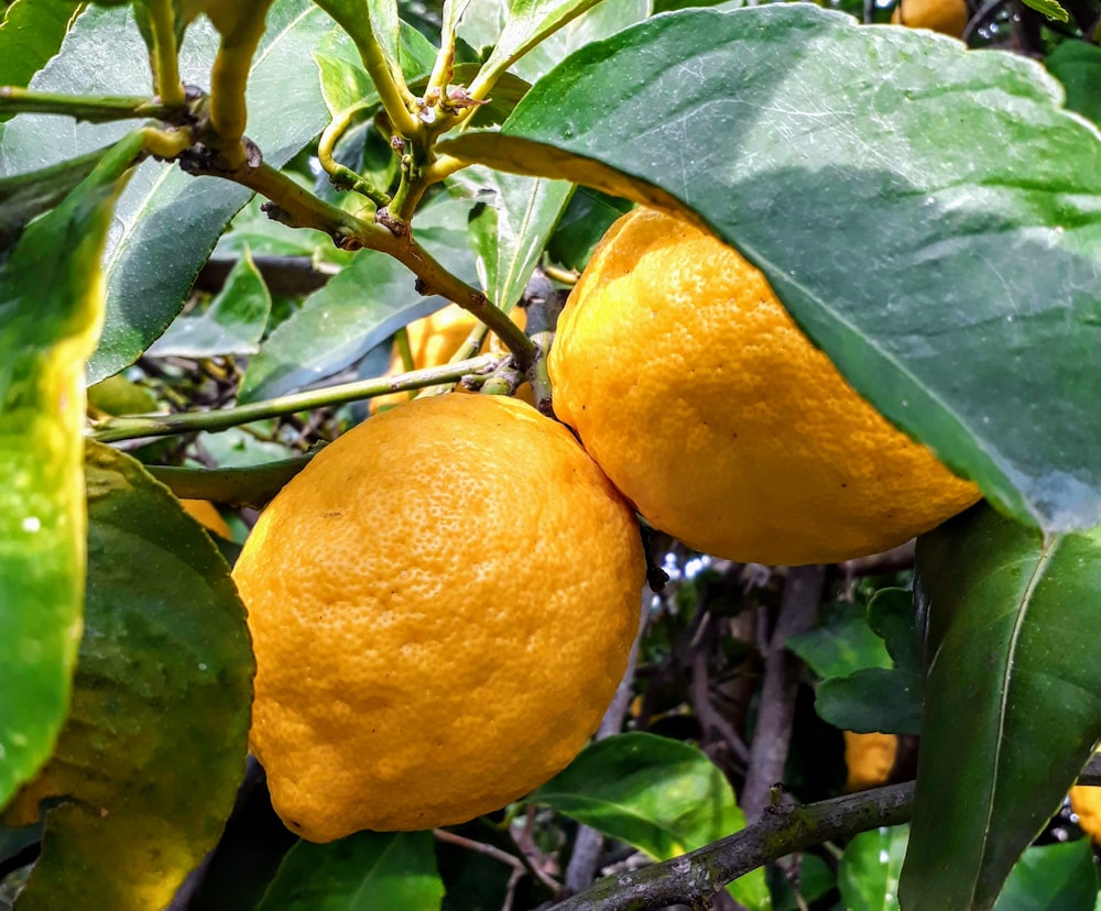 yellow citrus fruit on tree