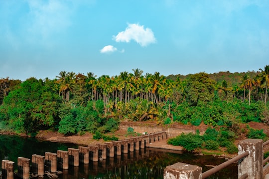 brown wooden fence near green trees under blue sky during daytime in Goa India