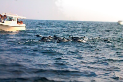 A boat is filled with people looking at a group of dolphins swimming in the ocean. The water is slightly choppy, and another boat can be seen in the distant background. The scene appears to be during daylight under clear or hazy sky conditions.