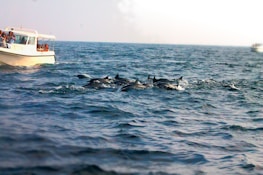 Smiling visitors watching dolphins jump near the boat on a sunny day.