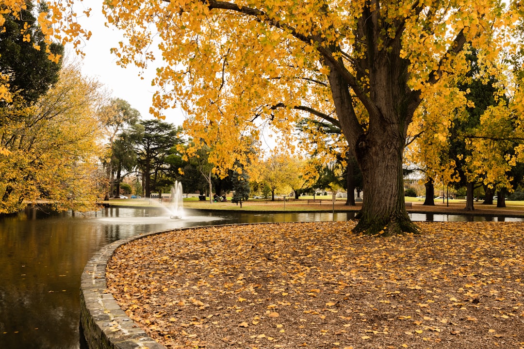 brown leaves on ground near water fountain