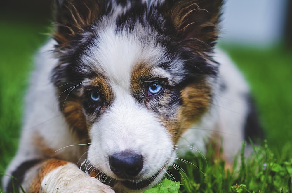 white black and brown long coated dog on green grass during daytime