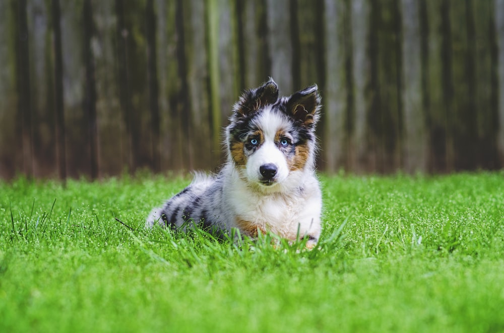 white black and brown long coated dog on green grass field during daytime