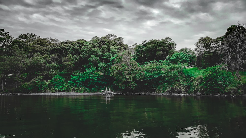 green trees beside body of water under cloudy sky during daytime