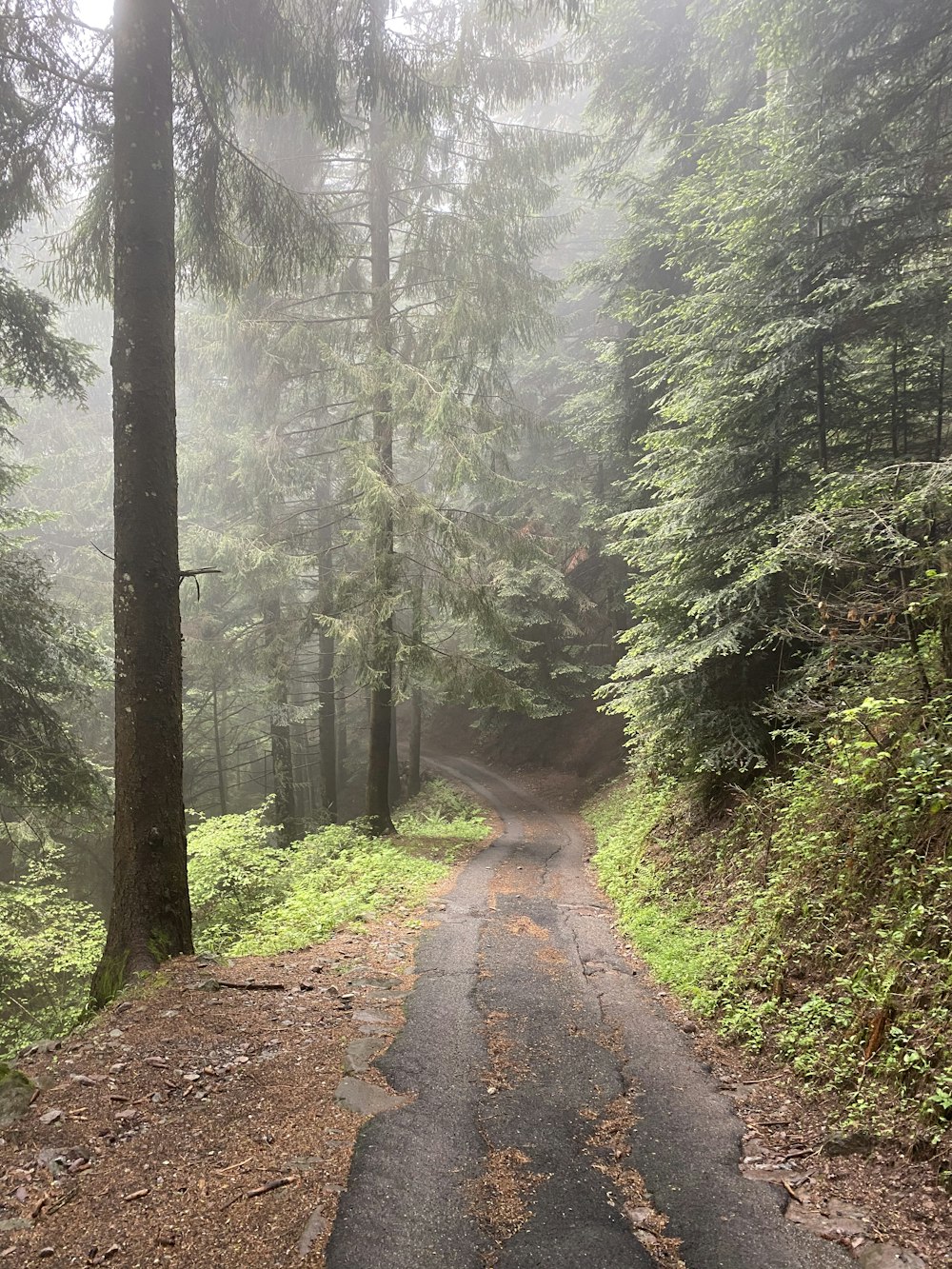 pathway between green trees during daytime