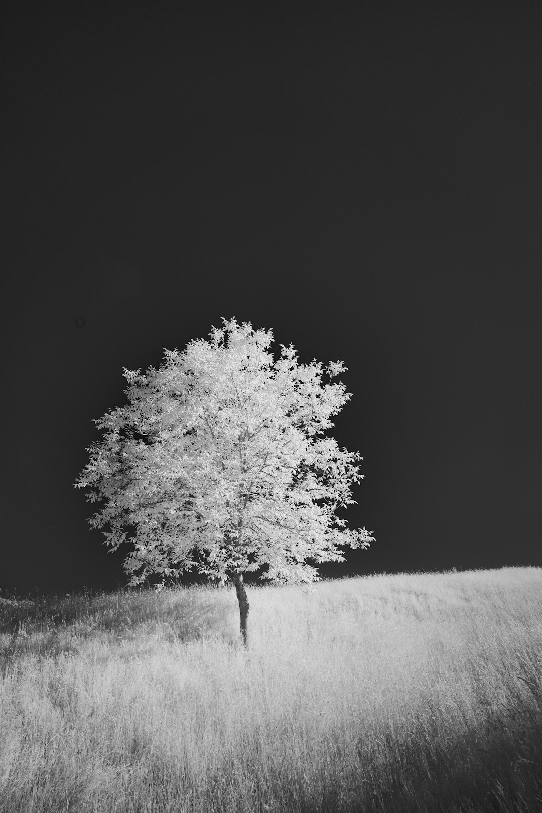 grayscale photo of tree on grass field