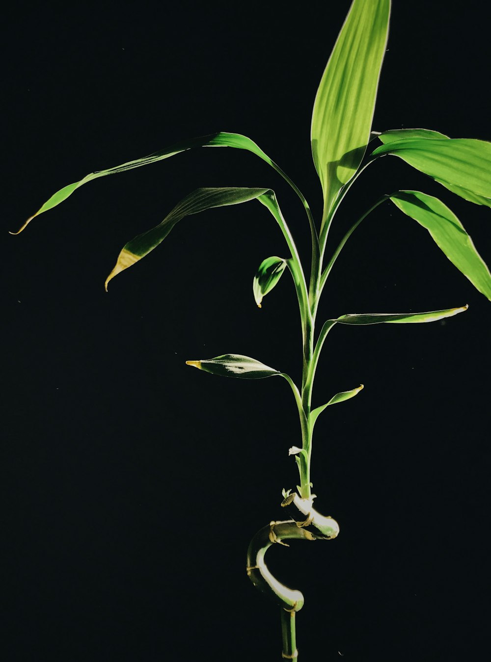 Planta verde con flor blanca