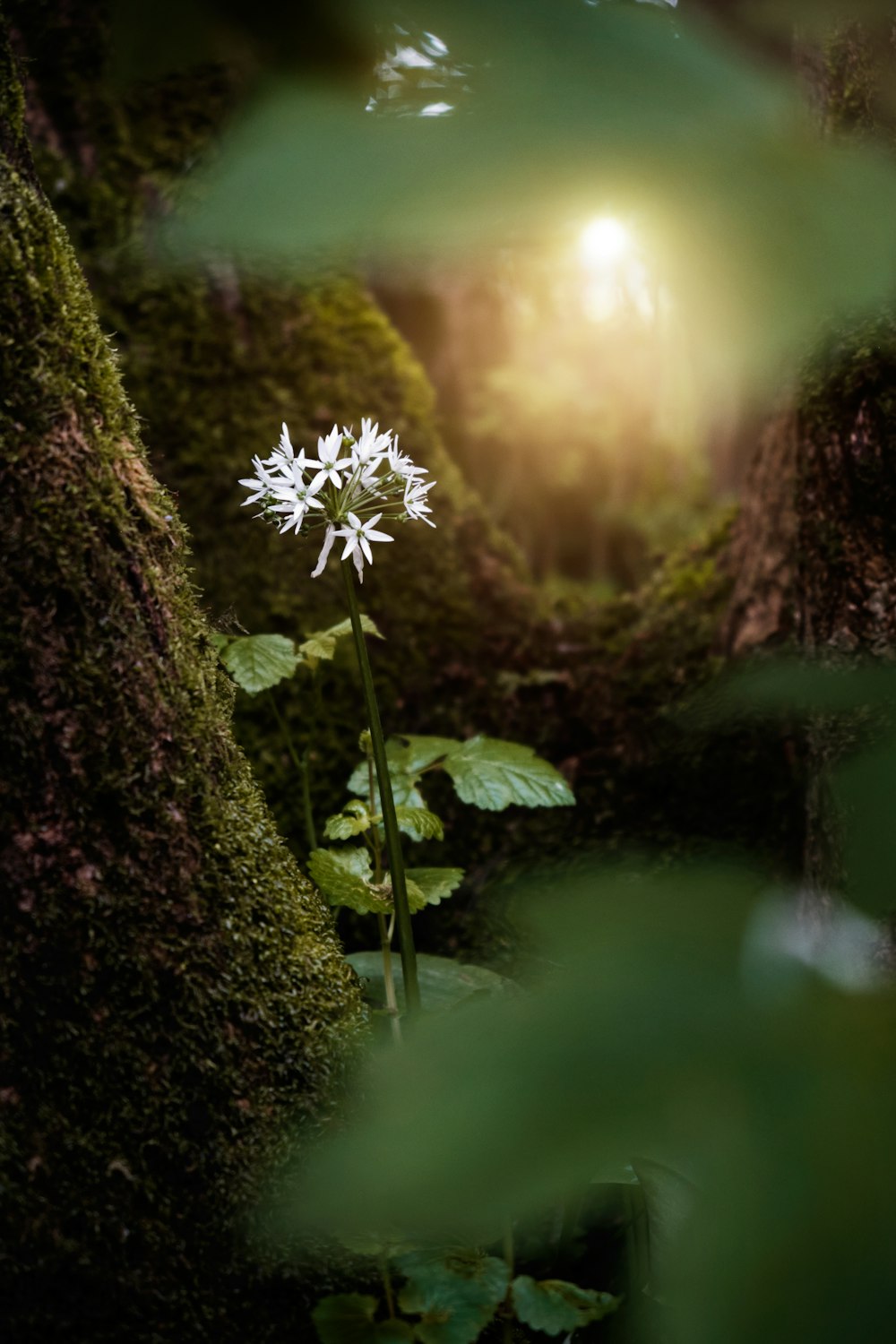 white flowers on green moss