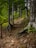A forest path winding through tall trees, with an earthy trail lined with roots and stones. The scene is lush with greenery, as sunlight filters through the leaves, casting dappled shadows. A simple wooden railing lines part of the pathway, suggesting a hiking trail that blends seamlessly with the natural environment.