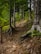 A forest path winding through tall trees, with an earthy trail lined with roots and stones. The scene is lush with greenery, as sunlight filters through the leaves, casting dappled shadows. A simple wooden railing lines part of the pathway, suggesting a hiking trail that blends seamlessly with the natural environment.