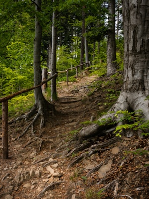 A forest path winding through tall trees, with an earthy trail lined with roots and stones. The scene is lush with greenery, as sunlight filters through the leaves, casting dappled shadows. A simple wooden railing lines part of the pathway, suggesting a hiking trail that blends seamlessly with the natural environment.