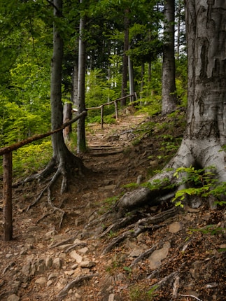 A forest path winding through tall trees, with an earthy trail lined with roots and stones. The scene is lush with greenery, as sunlight filters through the leaves, casting dappled shadows. A simple wooden railing lines part of the pathway, suggesting a hiking trail that blends seamlessly with the natural environment.