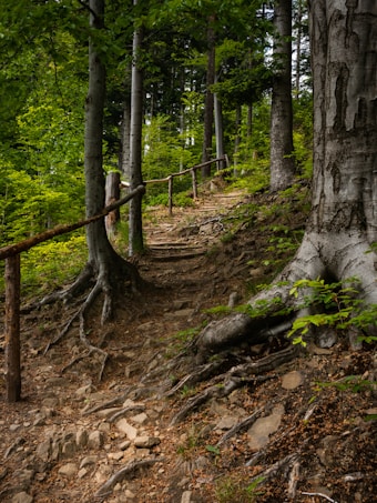 A forest path winding through tall trees, with an earthy trail lined with roots and stones. The scene is lush with greenery, as sunlight filters through the leaves, casting dappled shadows. A simple wooden railing lines part of the pathway, suggesting a hiking trail that blends seamlessly with the natural environment.