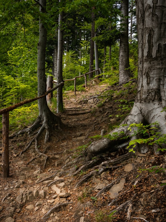 brown tree trunk on brown soil in Szczyrk Poland