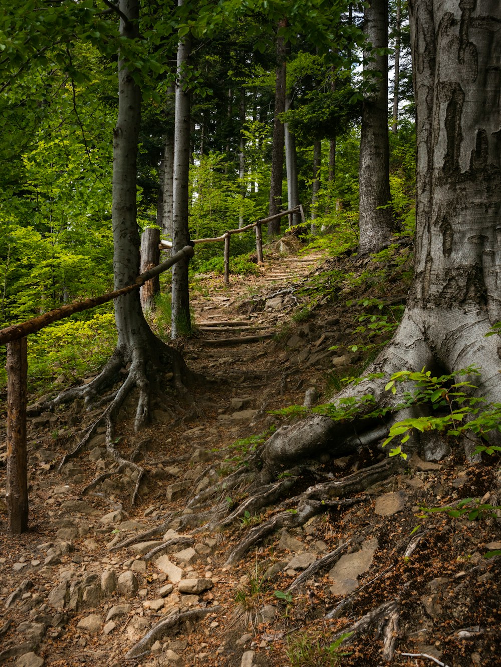 brown tree trunk on brown soil