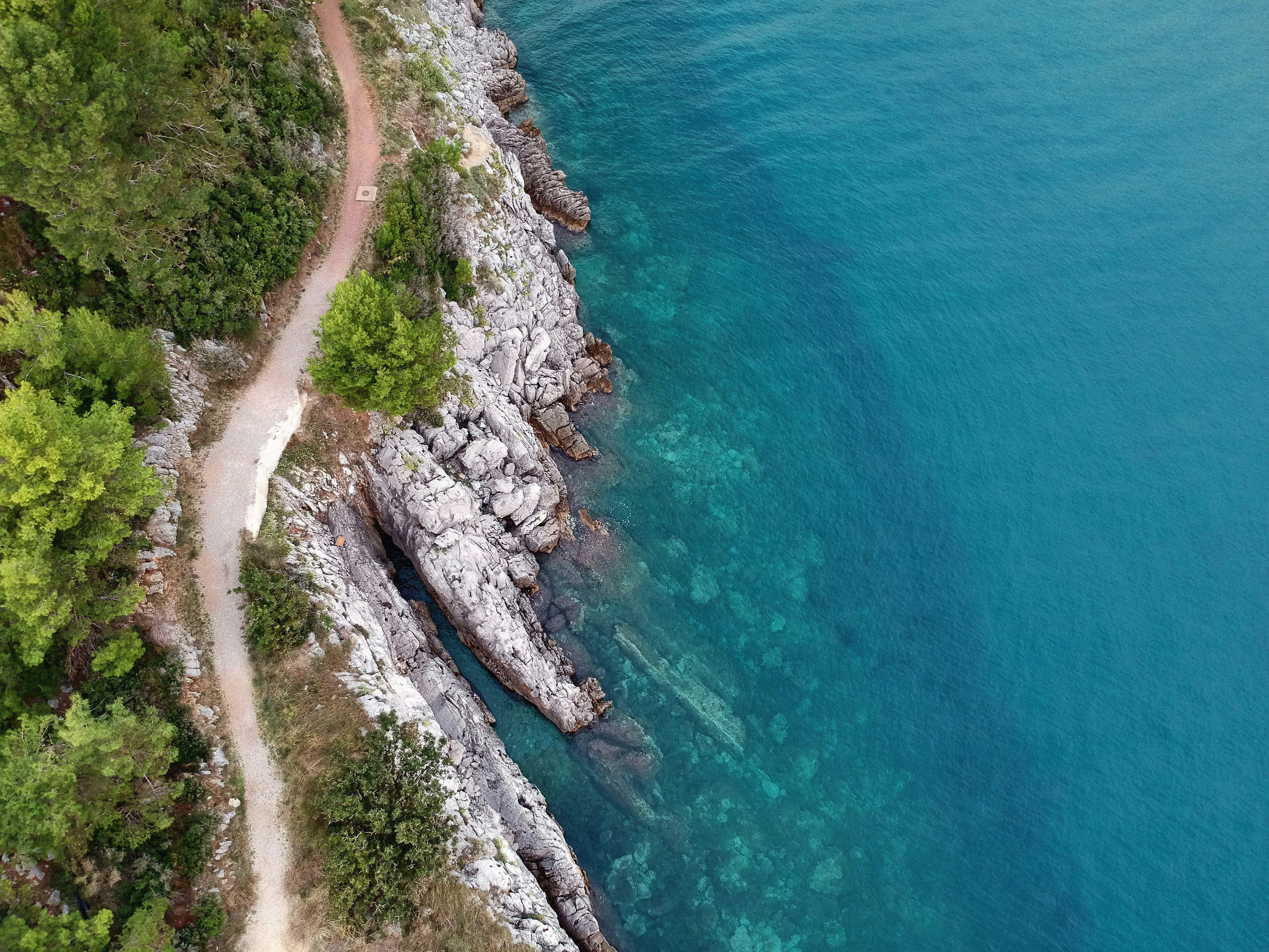 aerial view of green trees beside blue sea during daytime