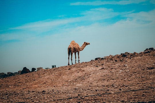 brown camel on brown sand during daytime in The Negev Mountain Reserve Israel