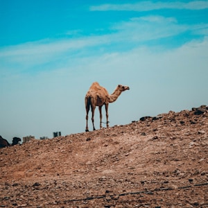 brown camel on brown sand during daytime