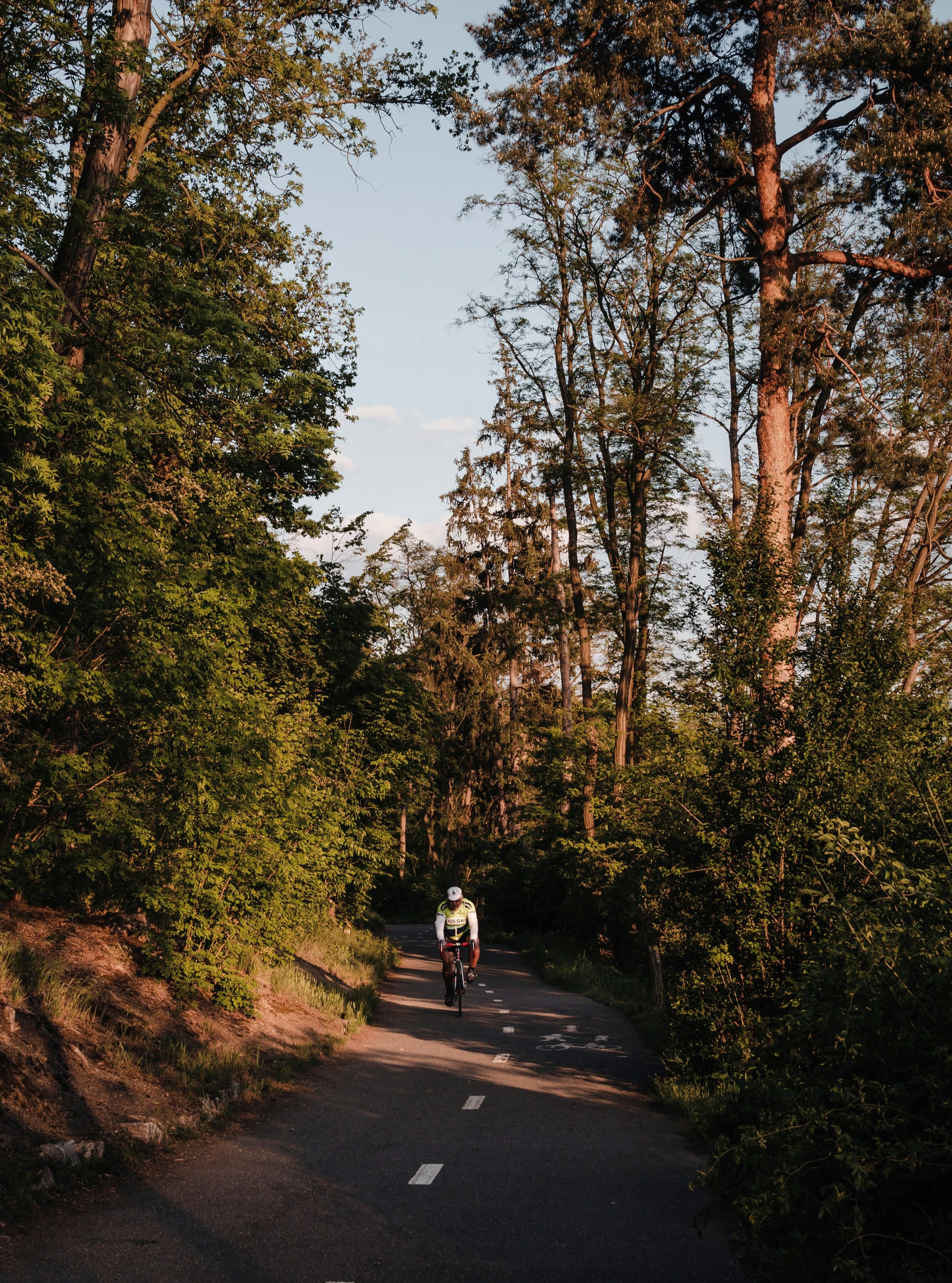 2 people walking on pathway between trees during daytime