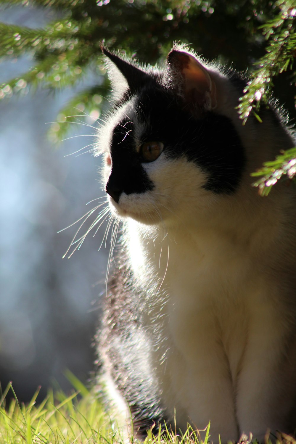 white and black cat under green tree