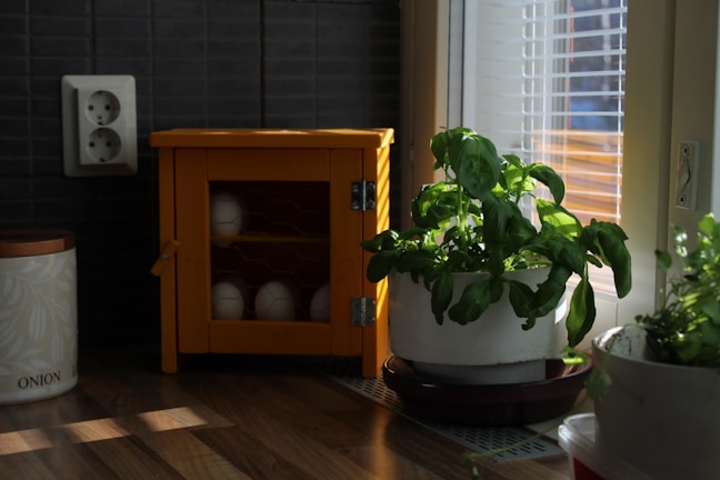 A sunlit kitchen corner featuring a vintage recipe box repurposed for seed packets.