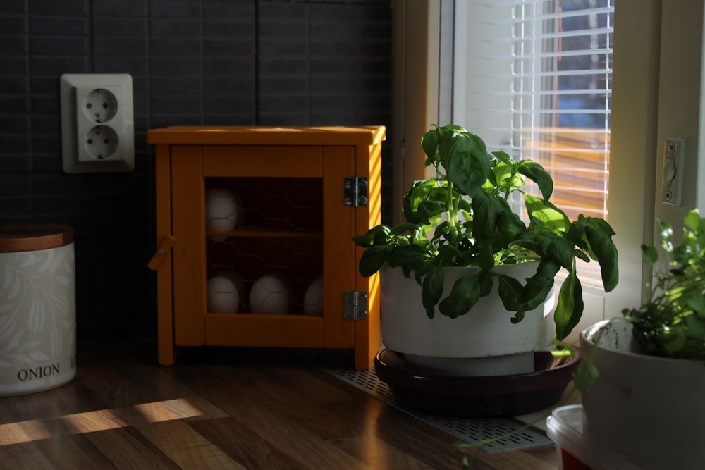 green plant on white ceramic pot