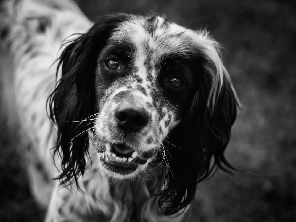 grayscale photo of long coated dog