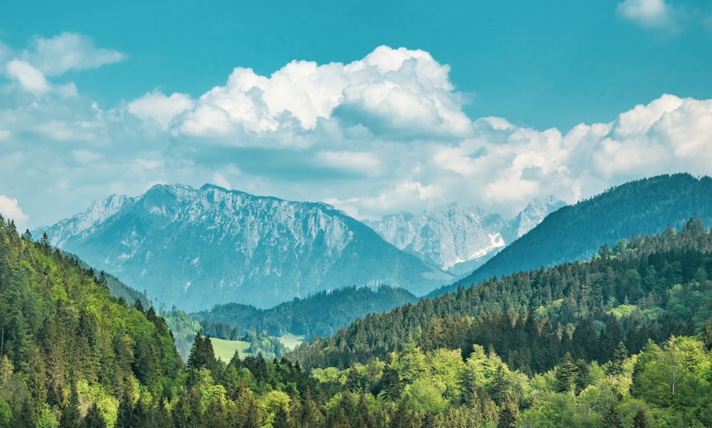 green trees and mountain under blue sky during daytime