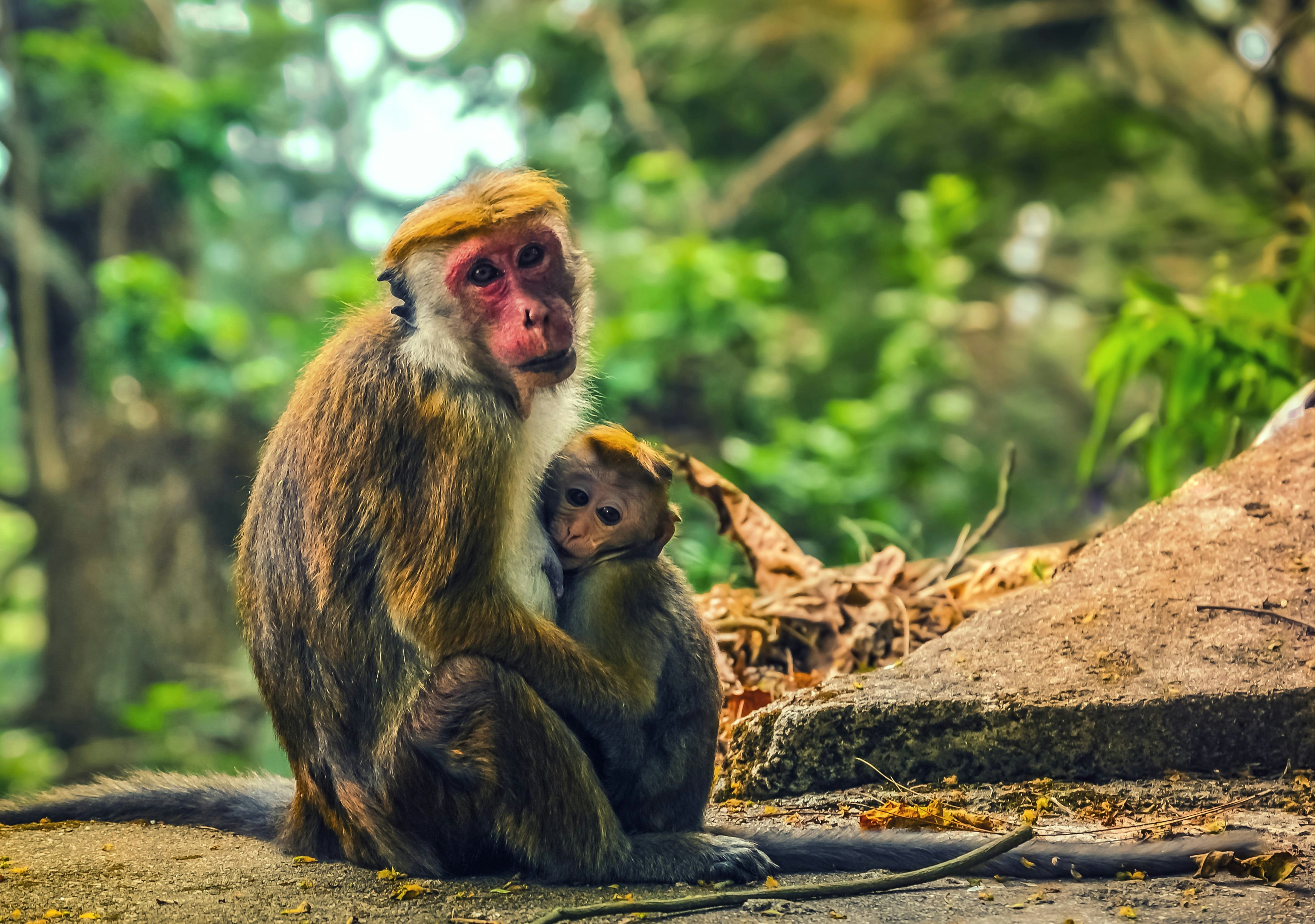 brown monkey sitting on brown log during daytime