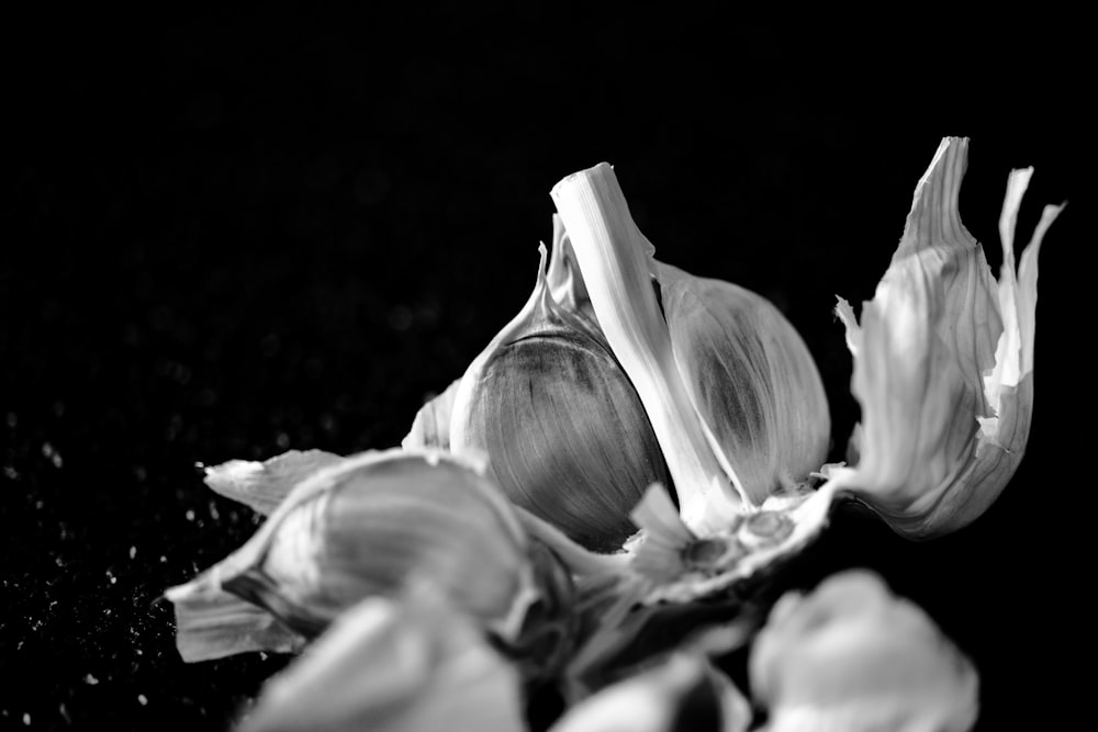 grayscale photo of flower bud