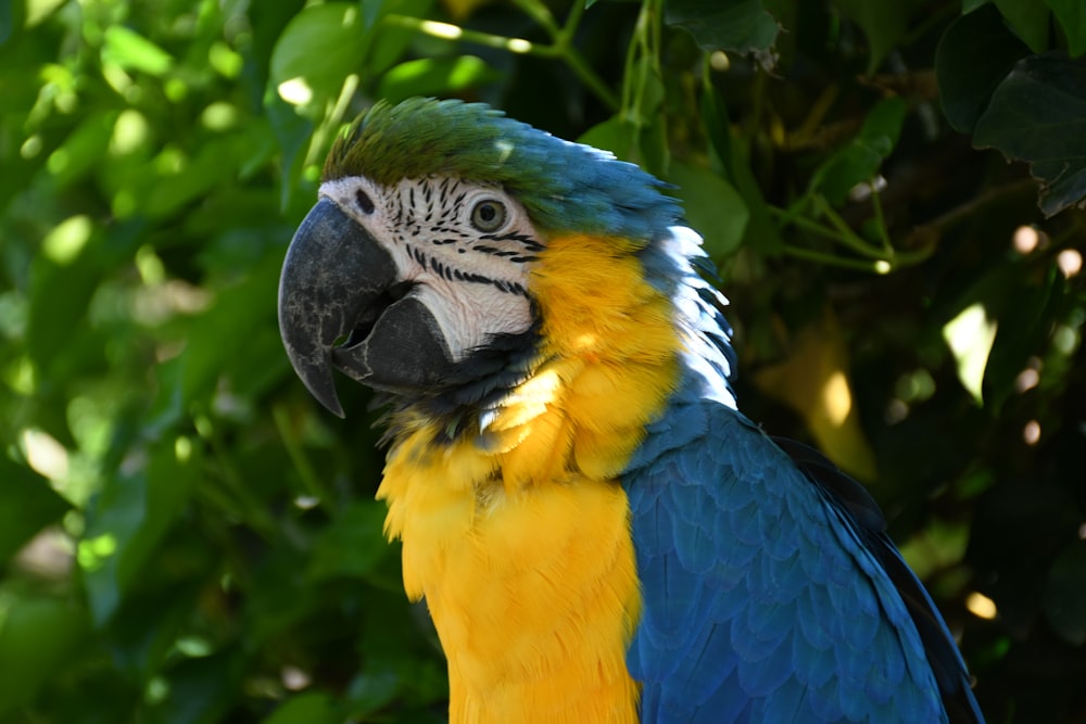 blue yellow and green parrot