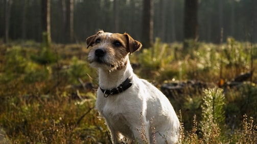 A charming Ghibli-style illustration of a short-haired chocolate dachshund sitting in a sunlit forest clearing.