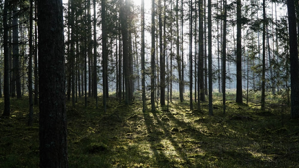 green trees on green grass field during daytime