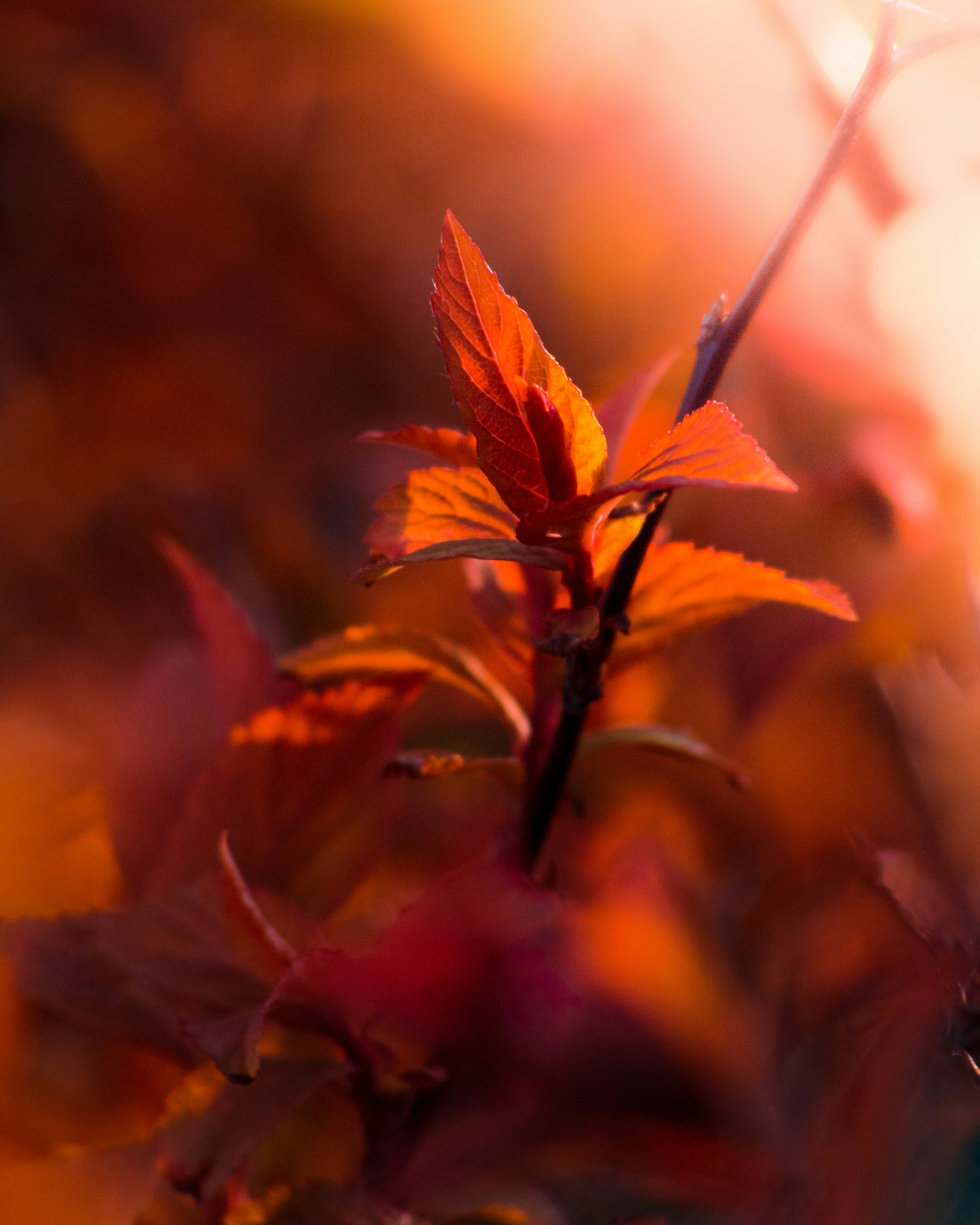 brown maple leaf in tilt shift lens