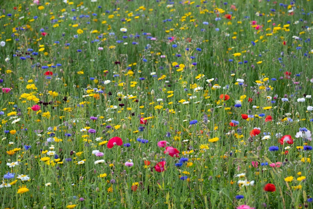 campo de flores azuis e vermelhas durante o dia