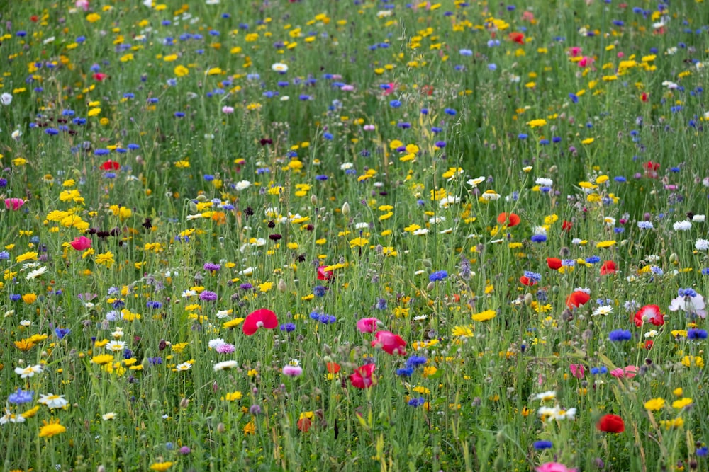 blue and red flower field during daytime