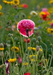 A vibrant field of blooming roses with protective caps on the flowers.
