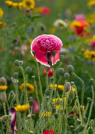 A vibrant field of blooming roses with protective caps on the flowers.