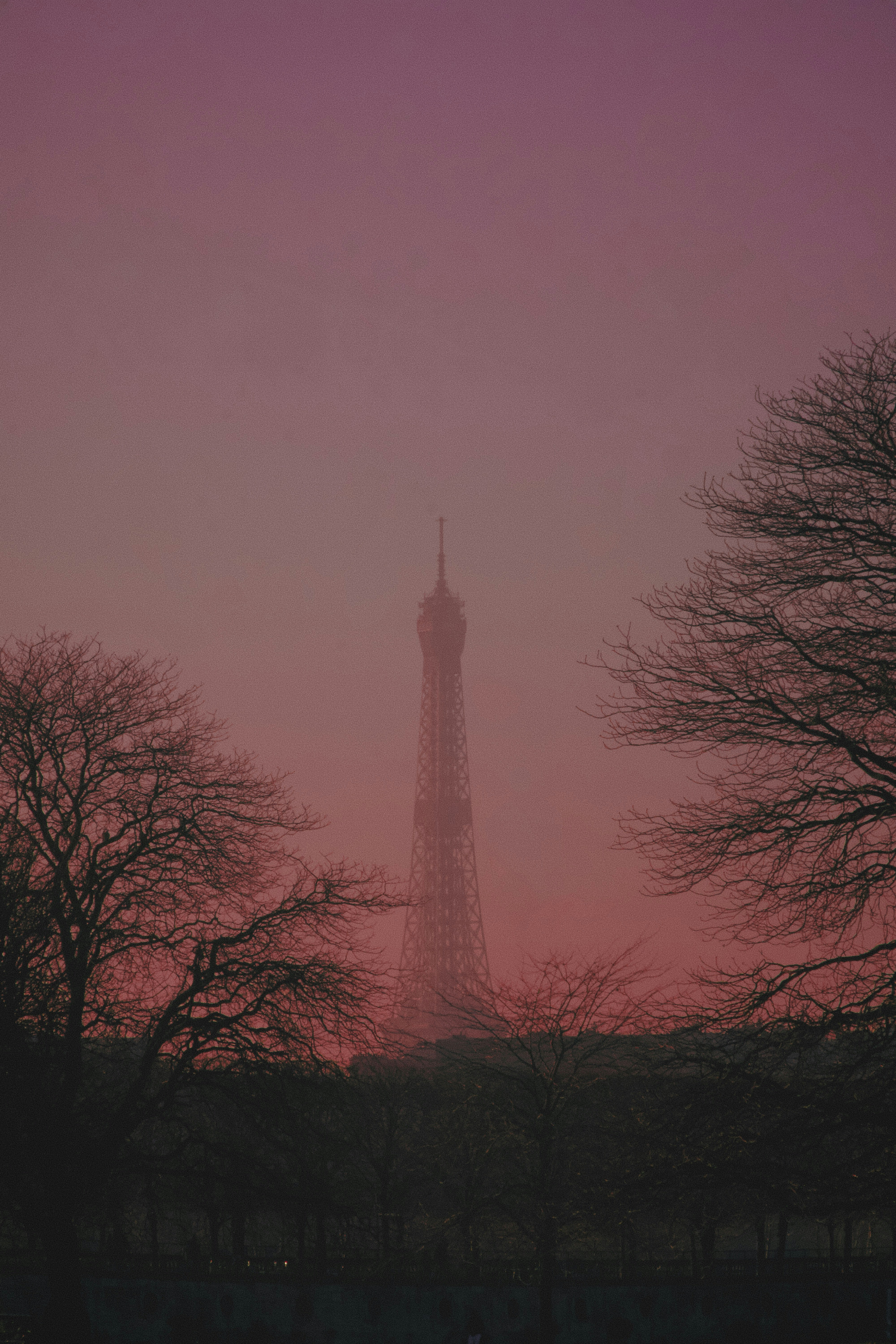 オレンジ色の空の下の裸の木