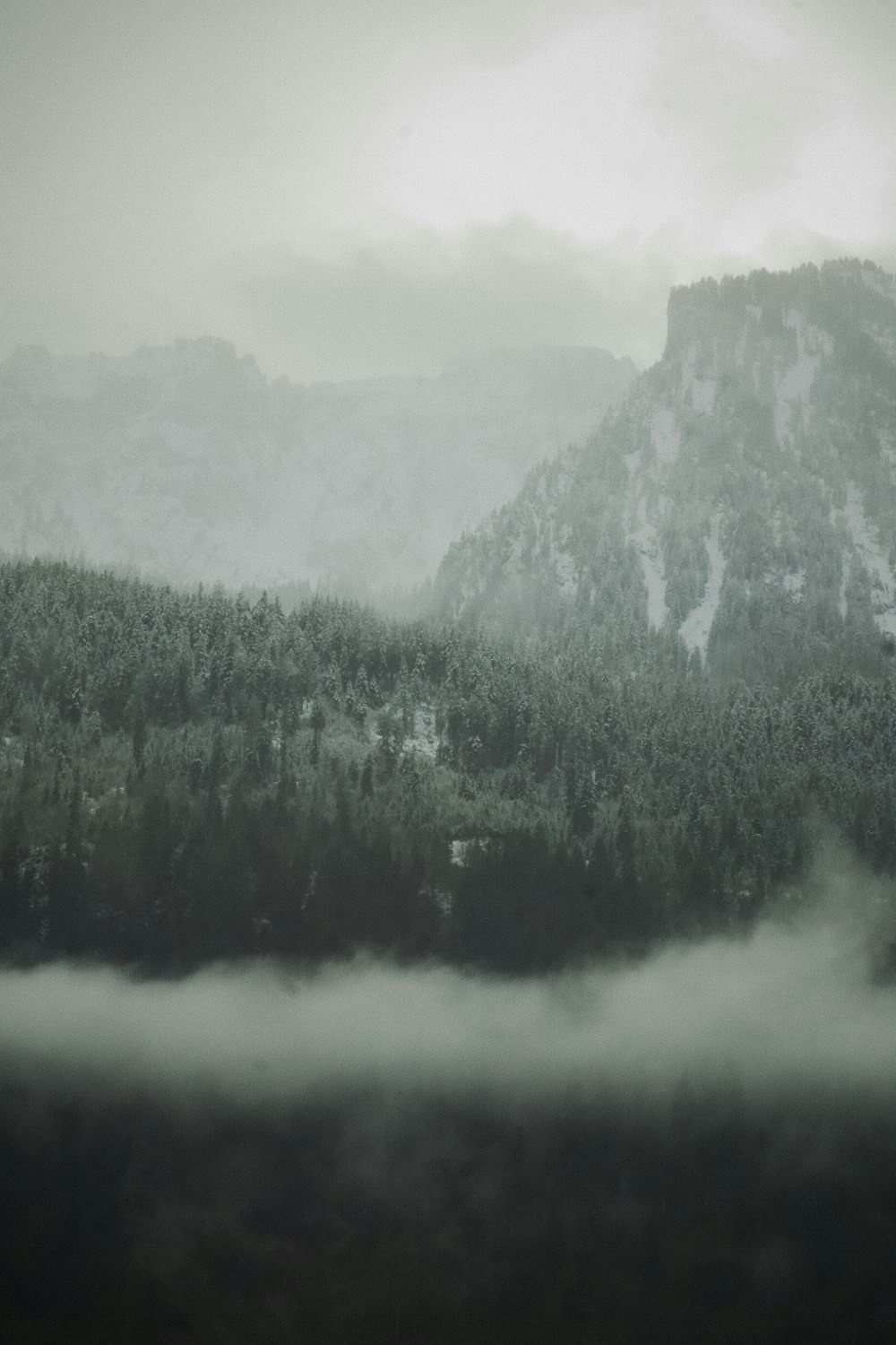 green trees on mountain during foggy day