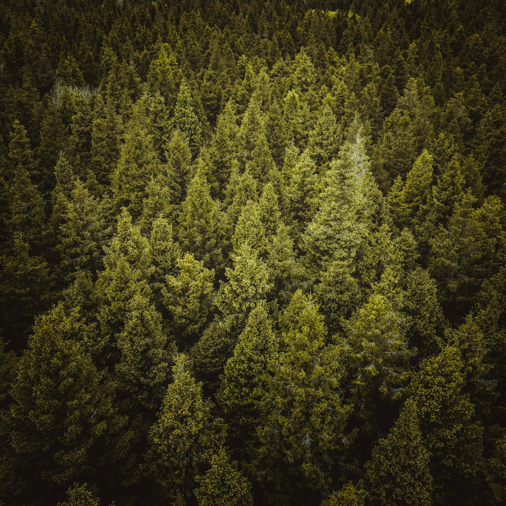 aerial view of green trees during daytime