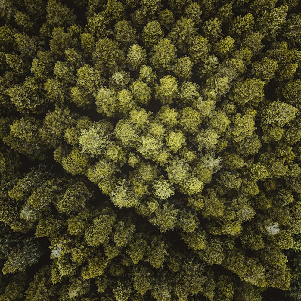 aerial view of green trees