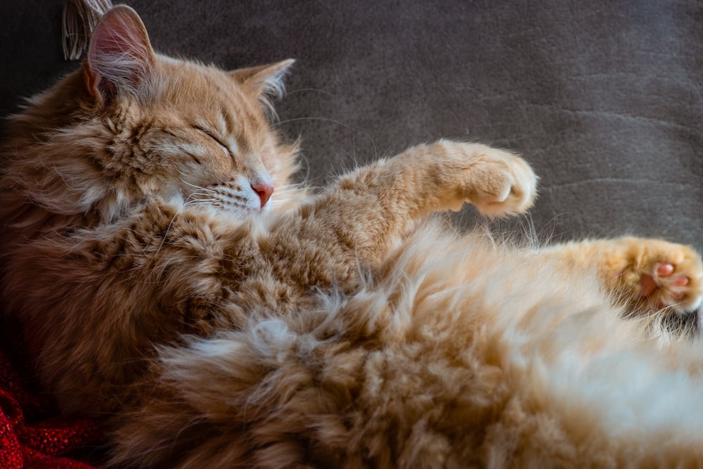 orange tabby cat lying on gray textile