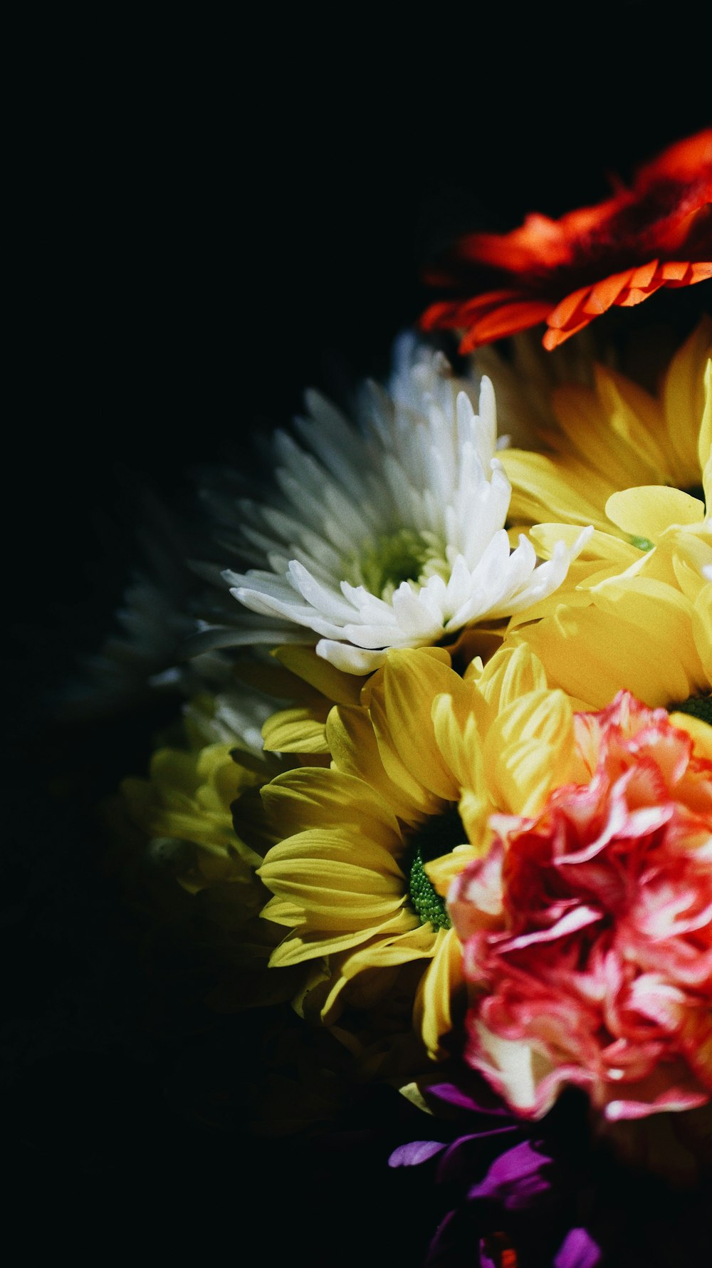 white and yellow chrysanthemum in bloom close up photo