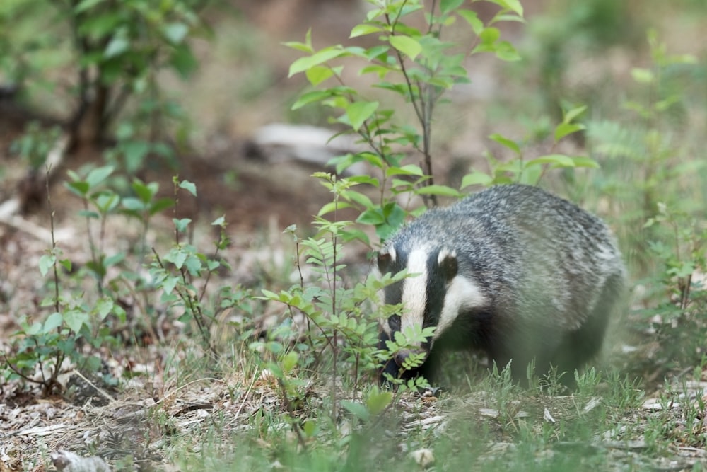 black and white animal on brown grass during daytime