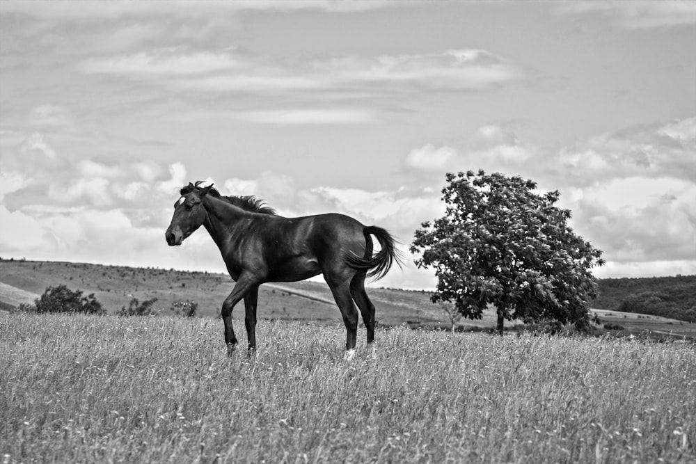 grayscale photo of horse on grass field