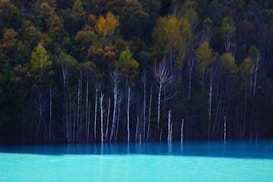 A tranquil scene featuring a serene body of water with a vibrant turquoise hue. In the background, a dense forest with a variety of trees stands, showcasing autumn colors of green, yellow, and orange. The bare white trunks of some trees add contrast and depth to the lush foliage.
