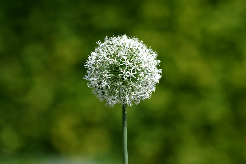 white dandelion in close up photography