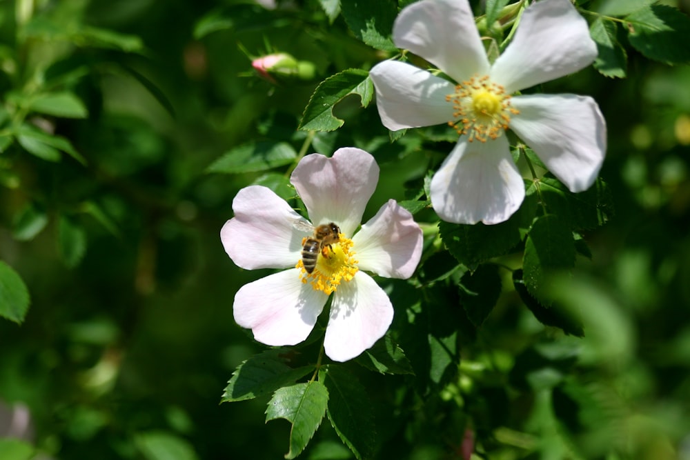 Flor blanca y morada en lente de cambio de inclinación